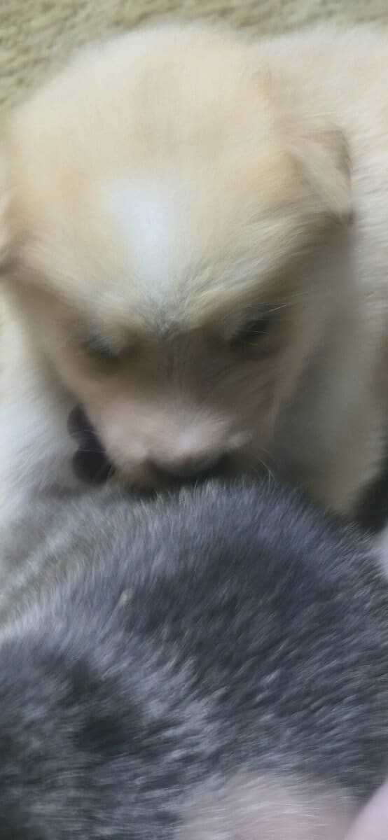 10 pyrenees x malmute hybrid puppies image 9