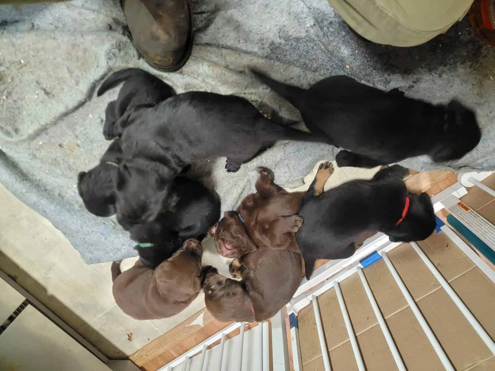 Simplistic Lab Rotty Chocolate lab/ Rotty mix | PetClassifieds.com - petclassifieds
