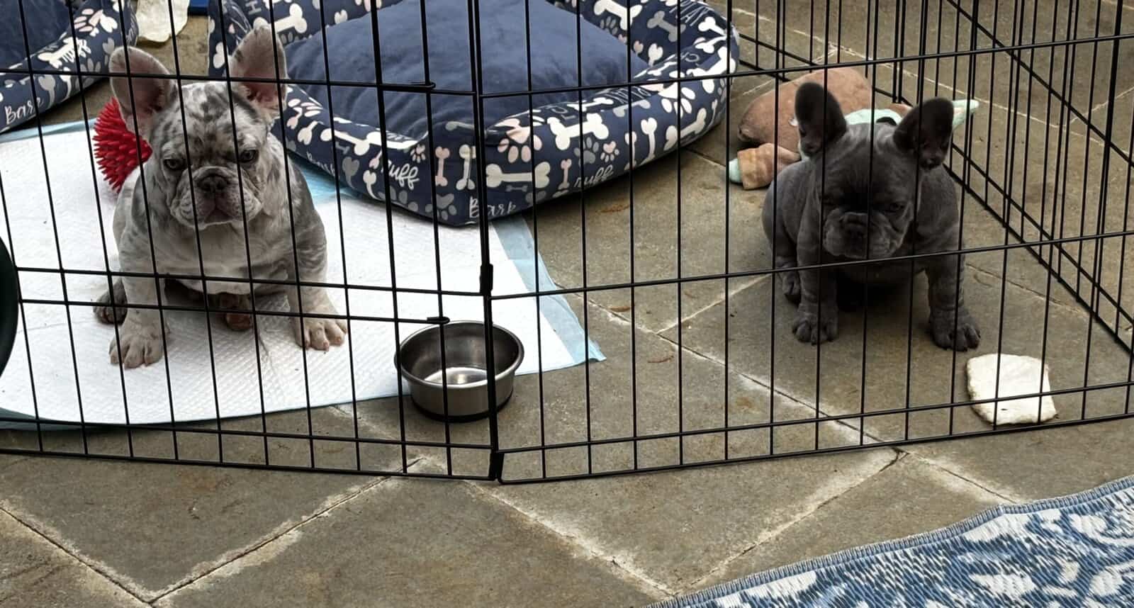 2 French Bulldogs Puppies image 1
