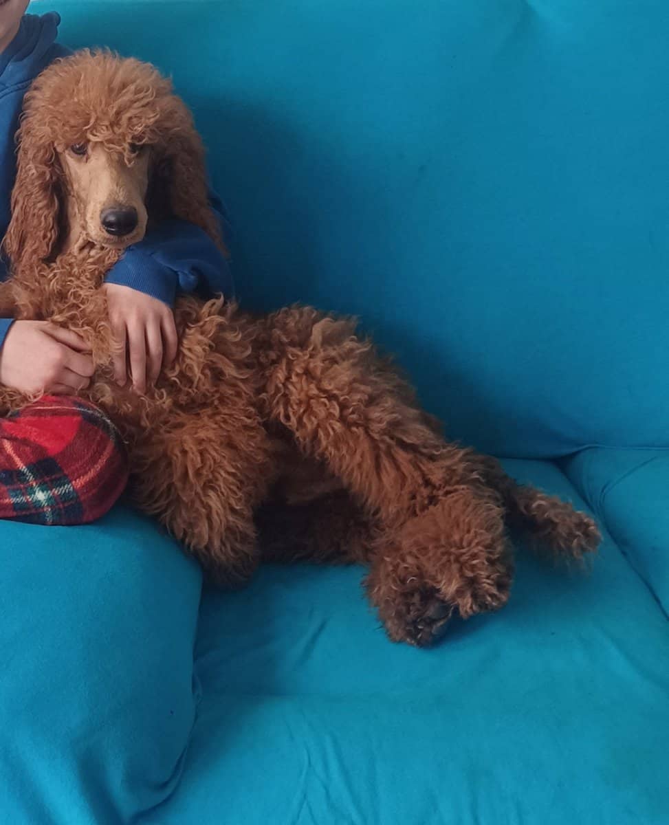 Red Standard Poodles pups for sale image 3