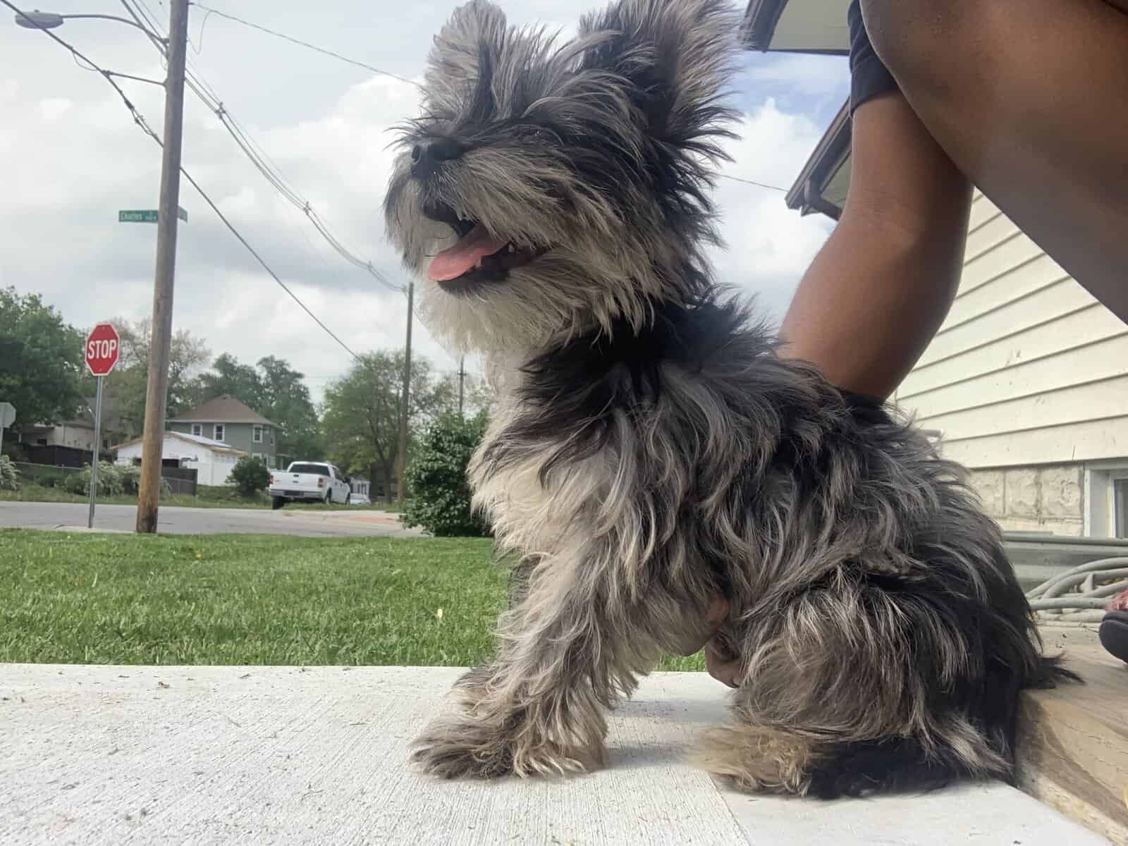 Selling a puppy image 1
