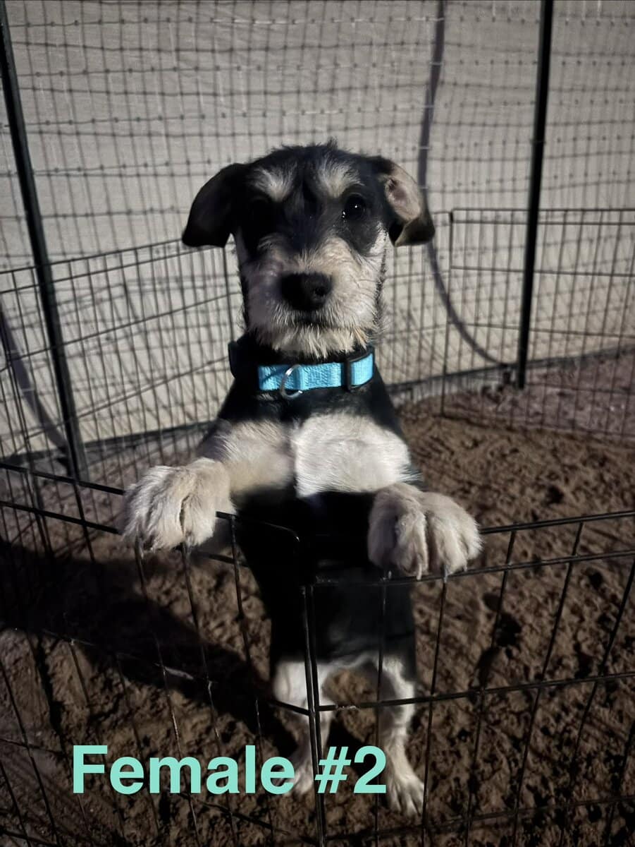 Schnauzer mix image 6