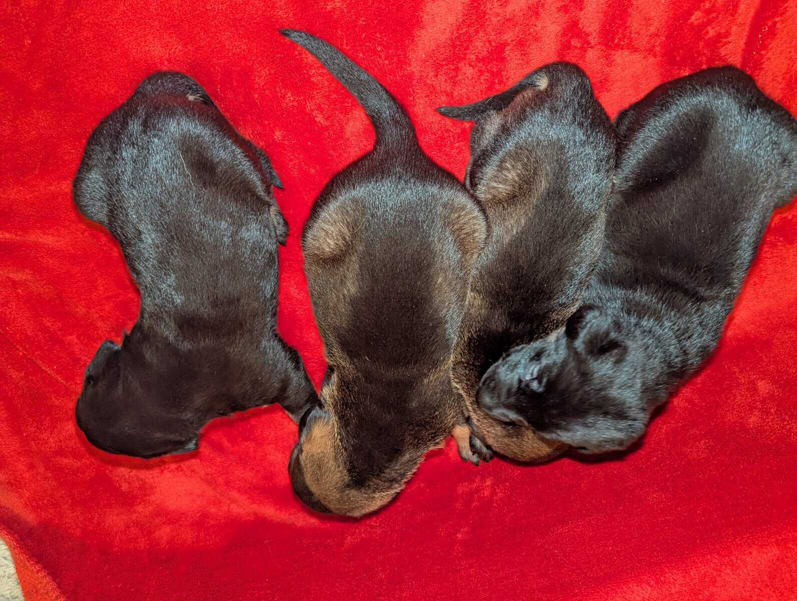 Doberman/German shepard image 3