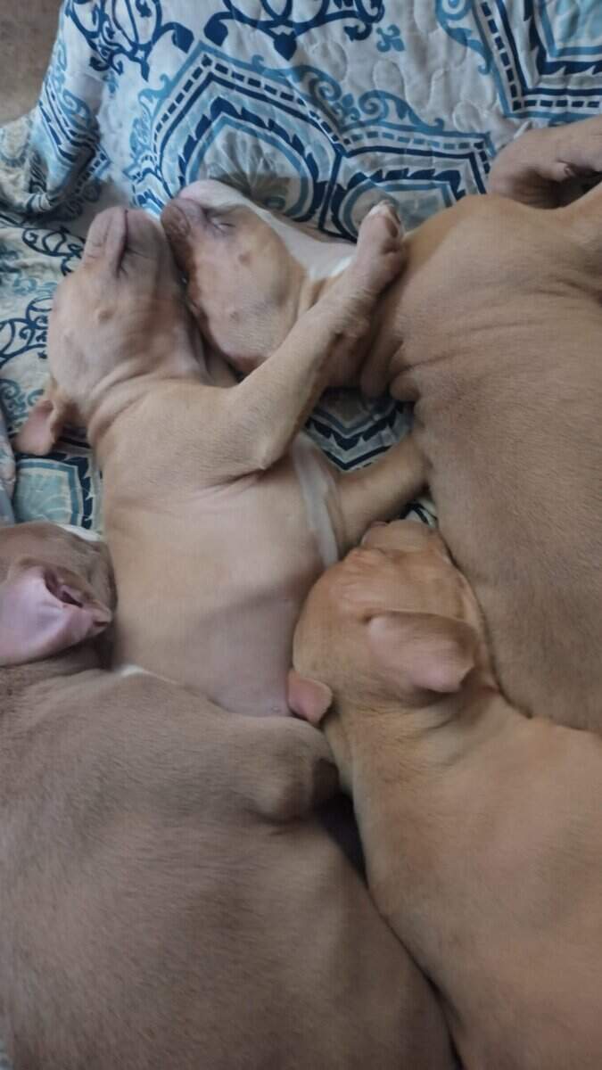 Pittie Puppies for sale image 5