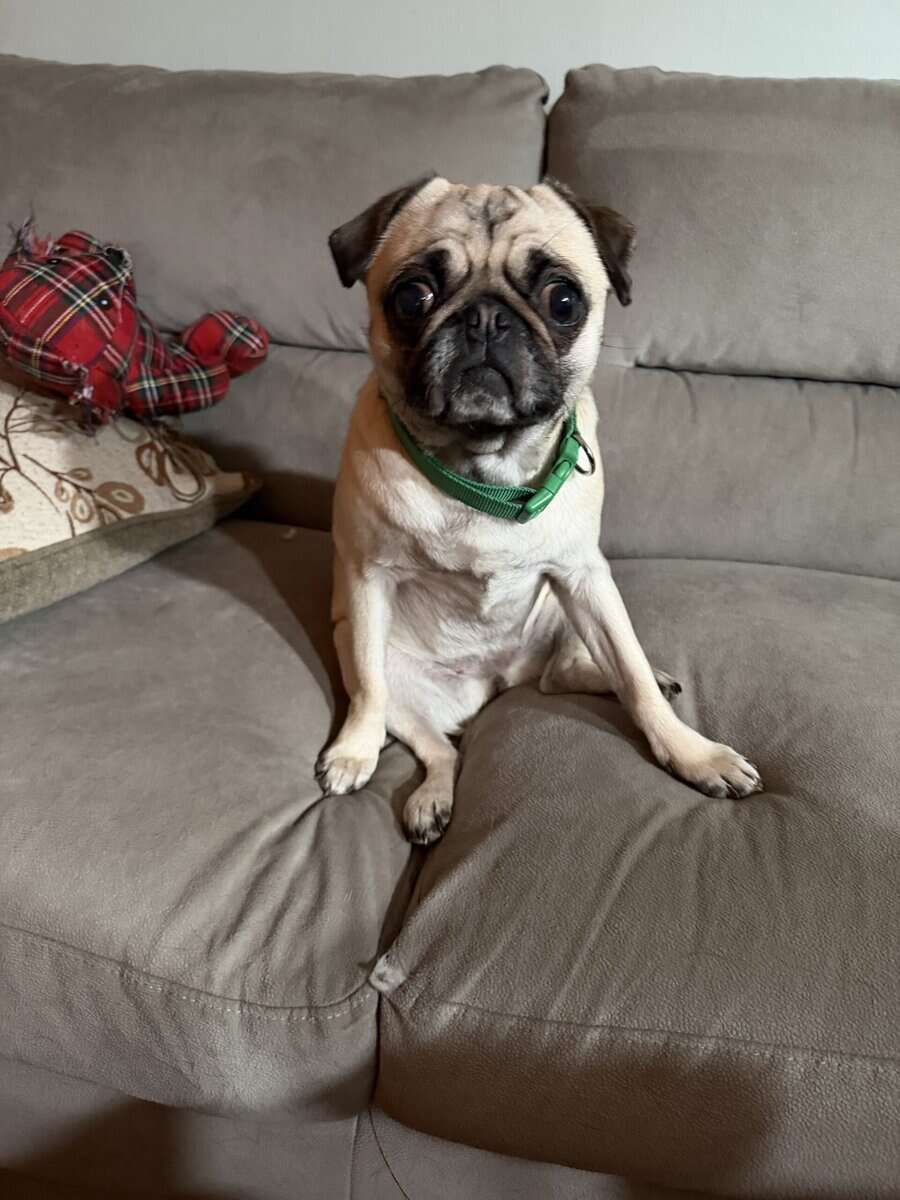 Pug free to good home image 2