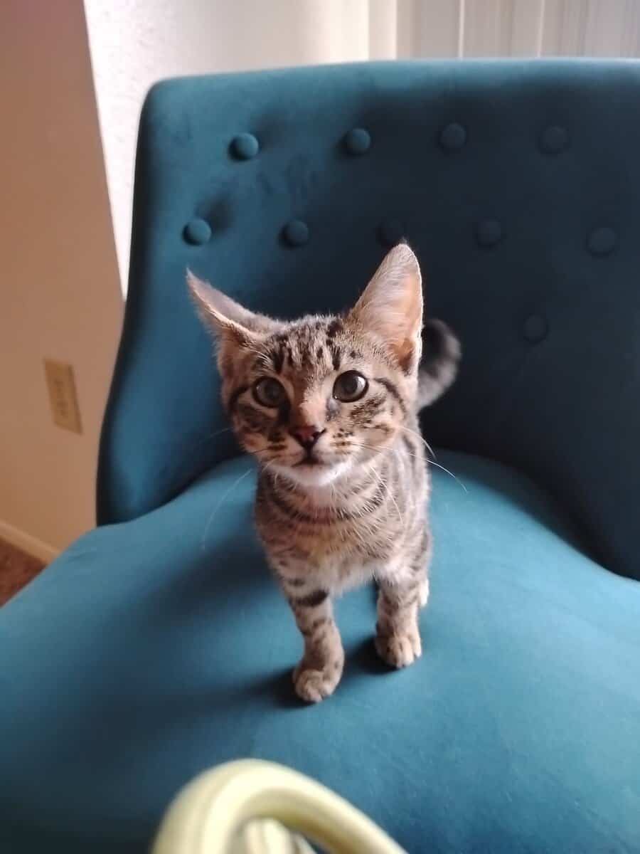 Looking for somebody to buy a 5 month old kitten h image 1