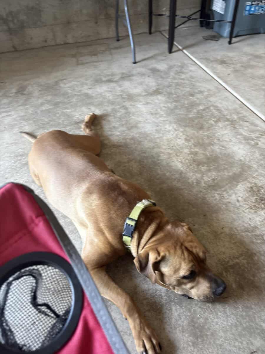 Rehome Dog image 3