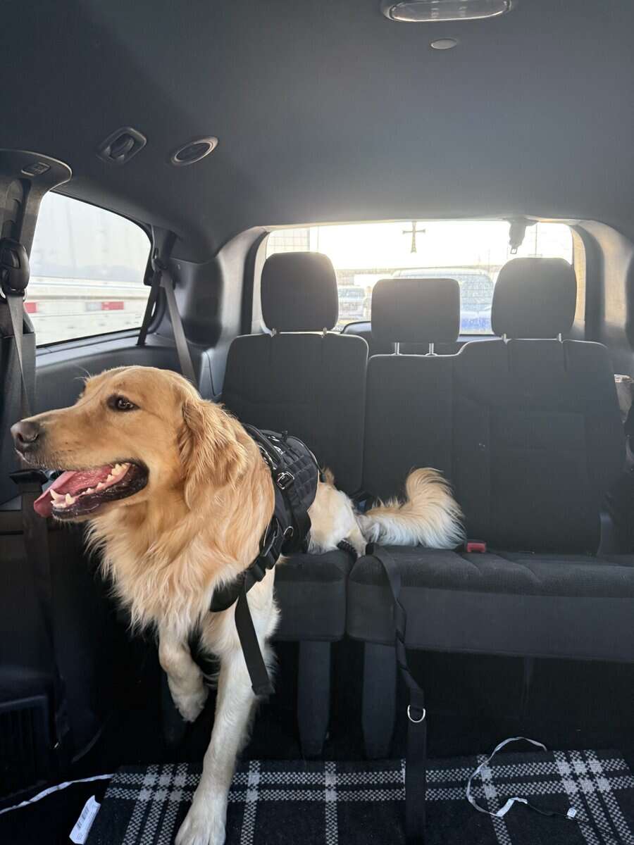 Golden retriever rehoming image 4
