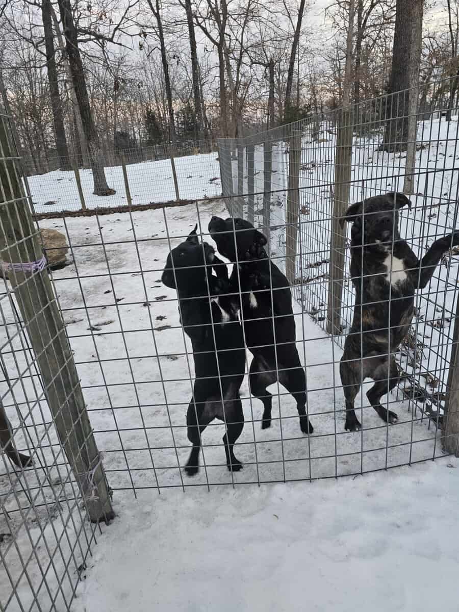 Labrador and Pit mix puppies desperate for homes image 10