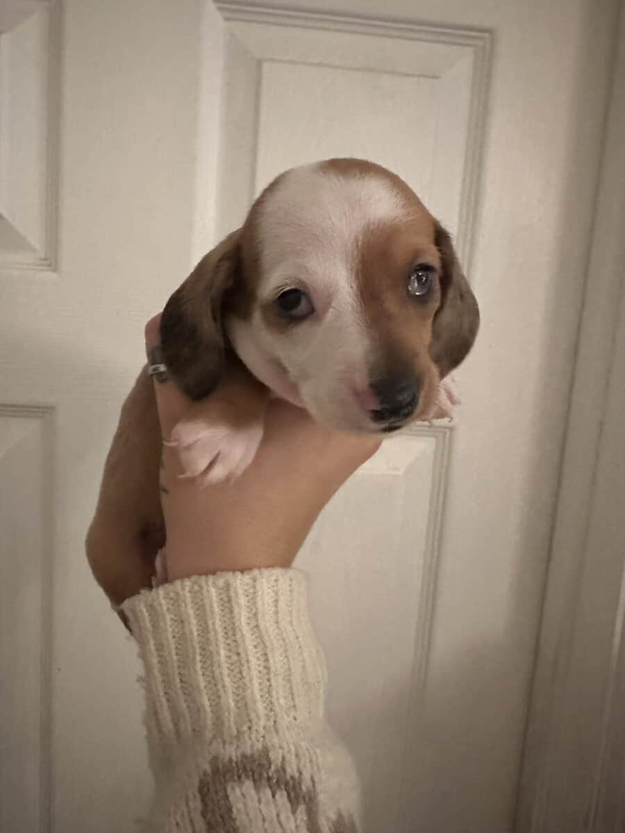 Dachshund Puppies image 3