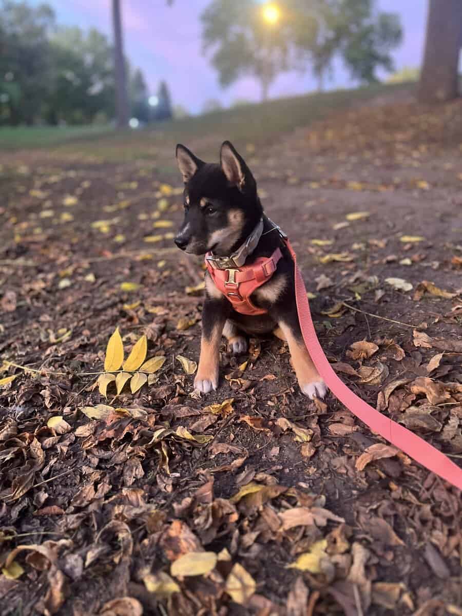 Shiba inu image 2