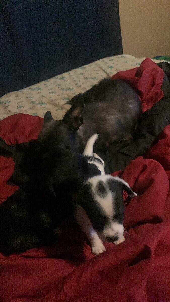 $50 mix Maltese pups image 1