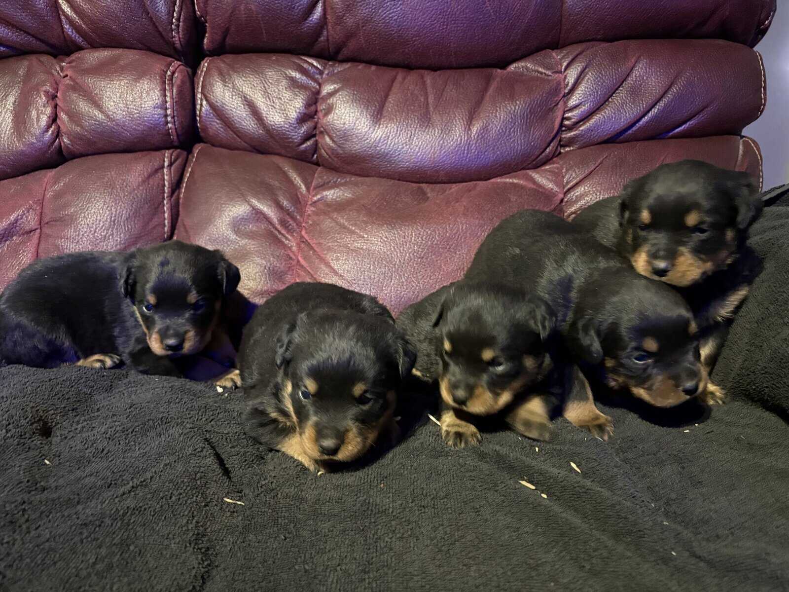 AKC Female Rottweiler Puppies image 1