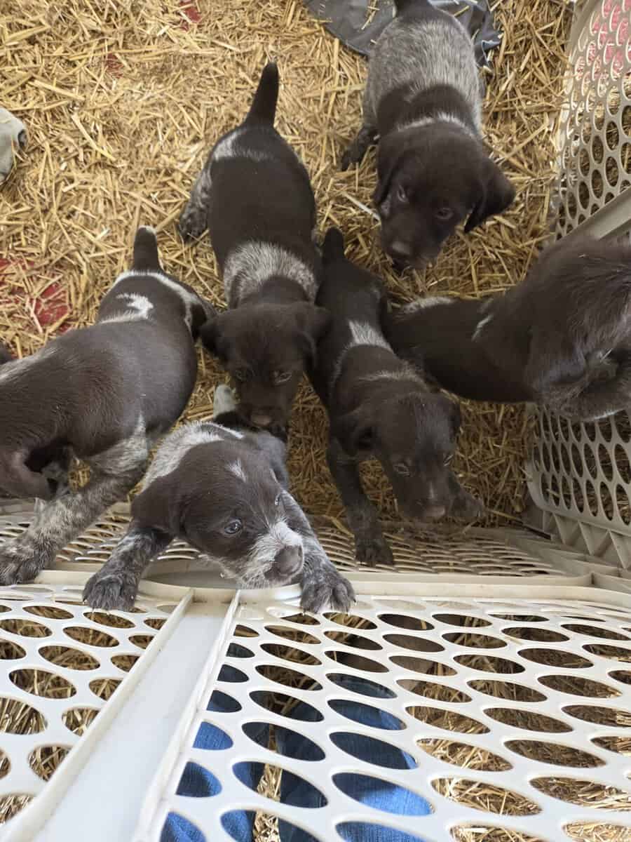 German Wirehaired Pointer Puppies image 7