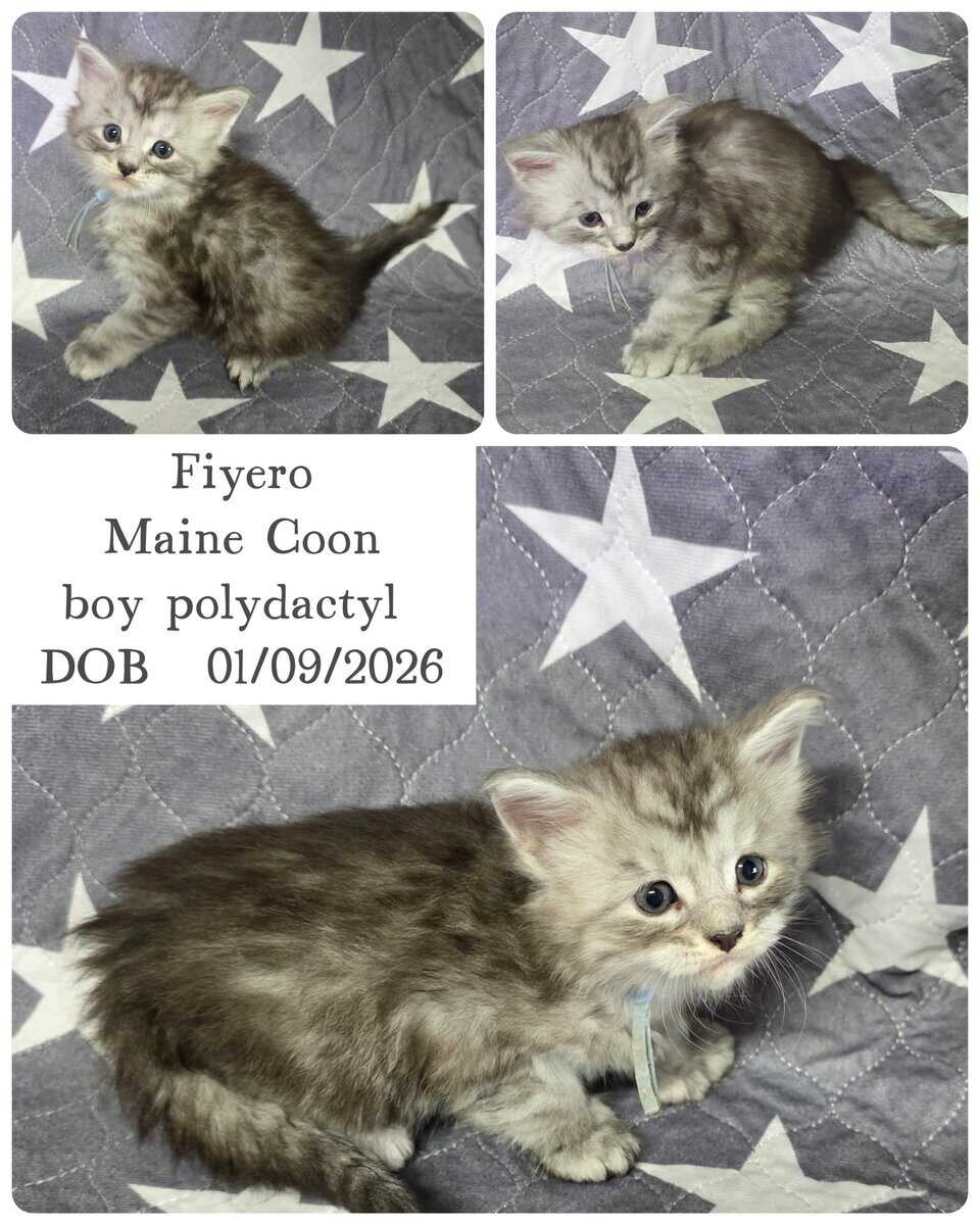 Maine Coon kittens image 1