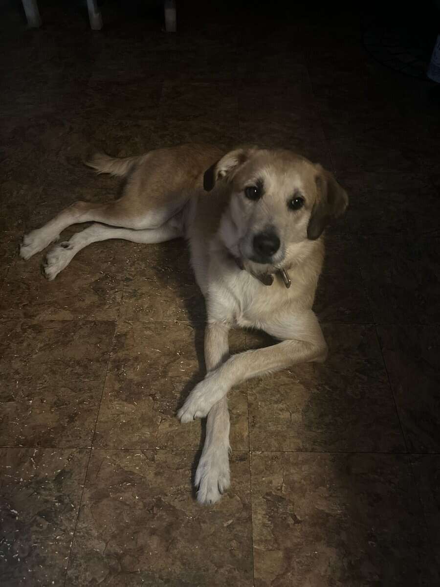 Gunner needs a great home image 2