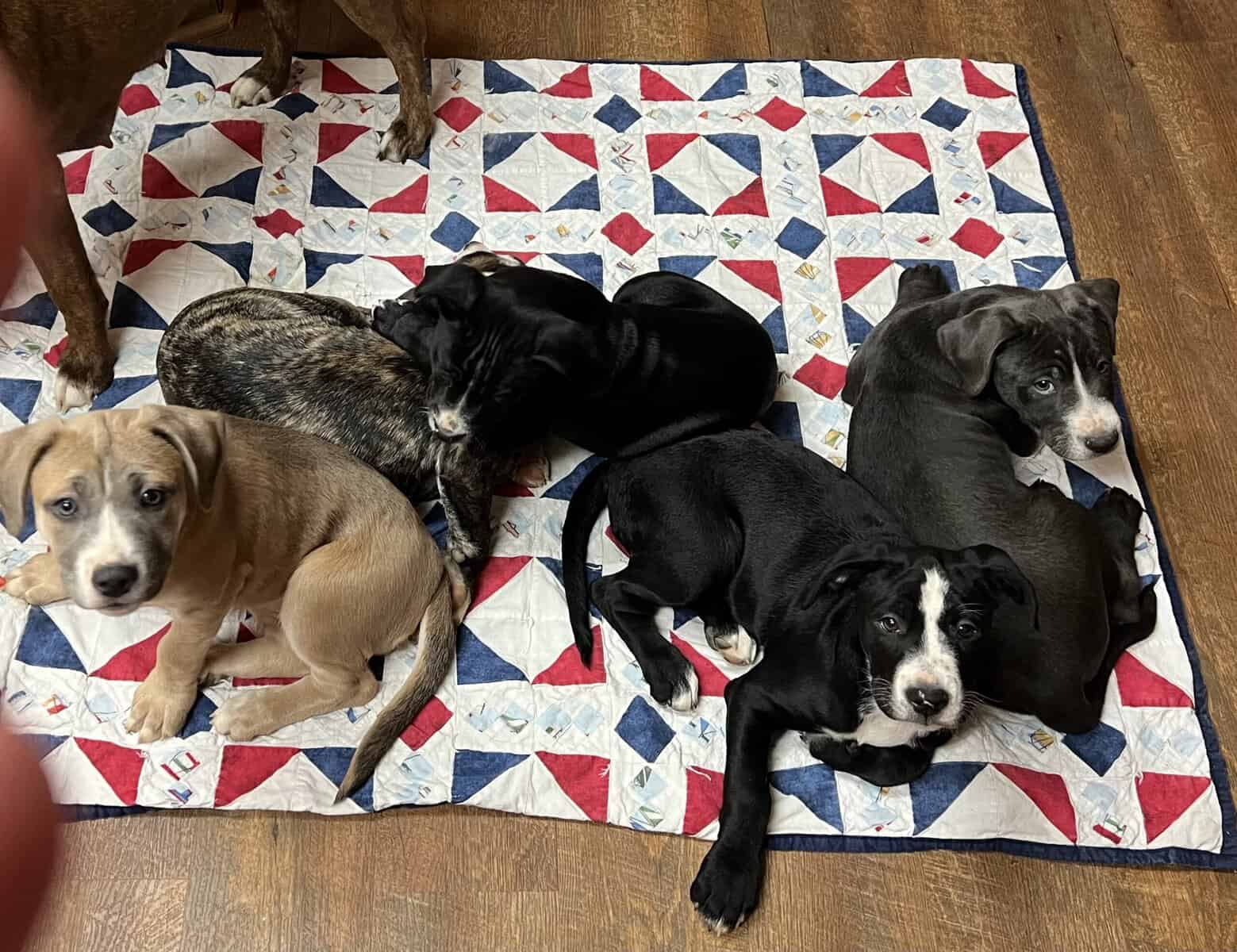 14 week old puppies image 7