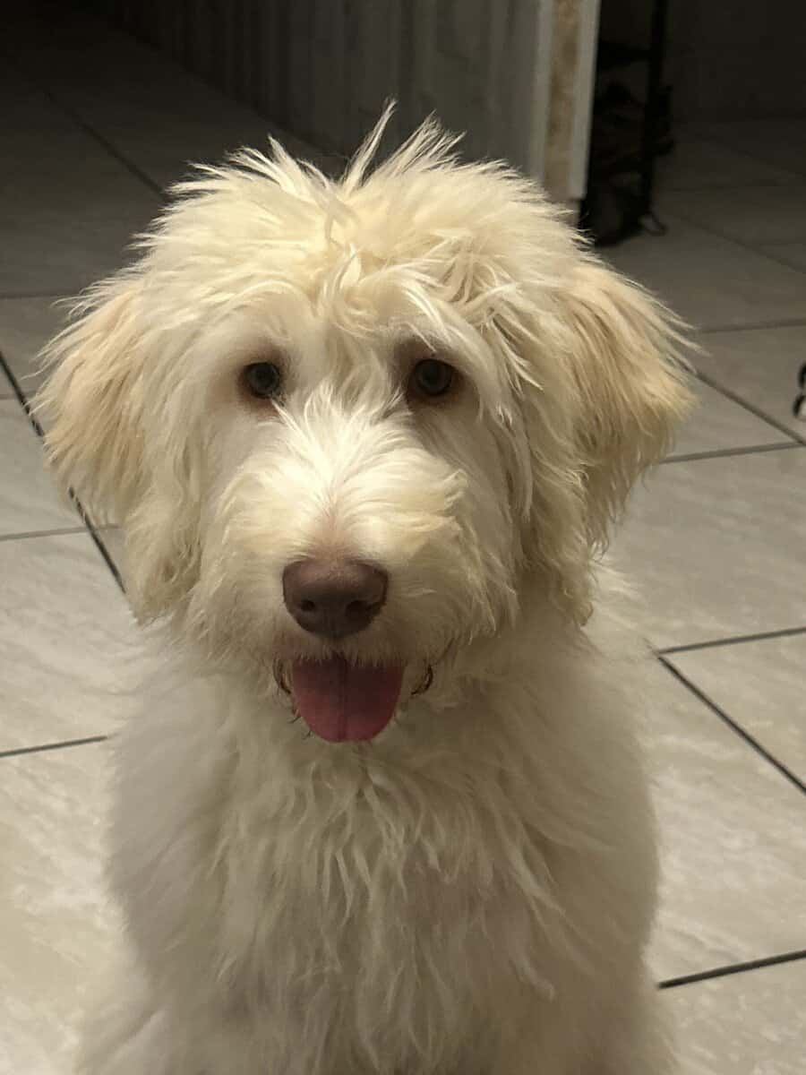 Labradoodle puppy image 1