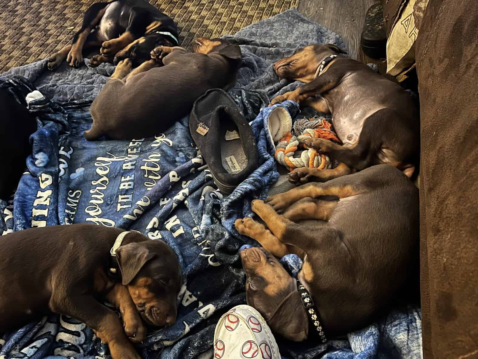 AKC European Doberman Pincher image 7