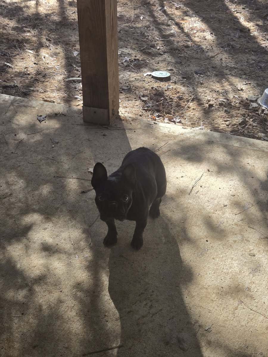 Frenchie for rehome!!! image 1