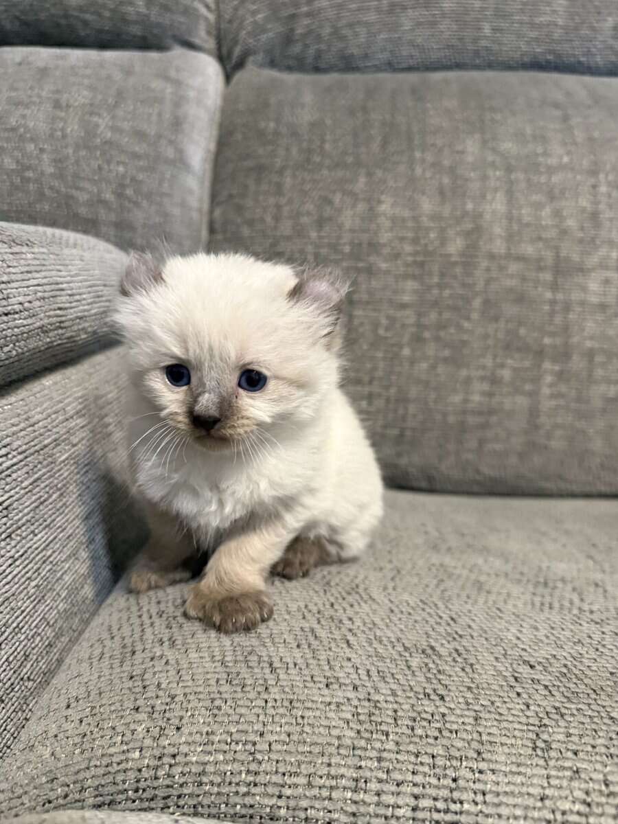 Highlander kittens image 2