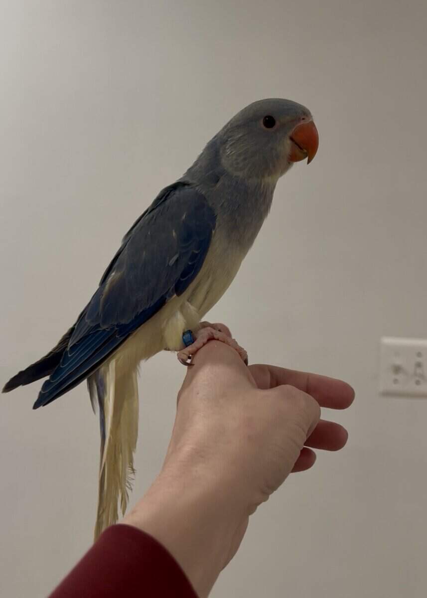 Beautiful indian ringneck babies ready now! image 2