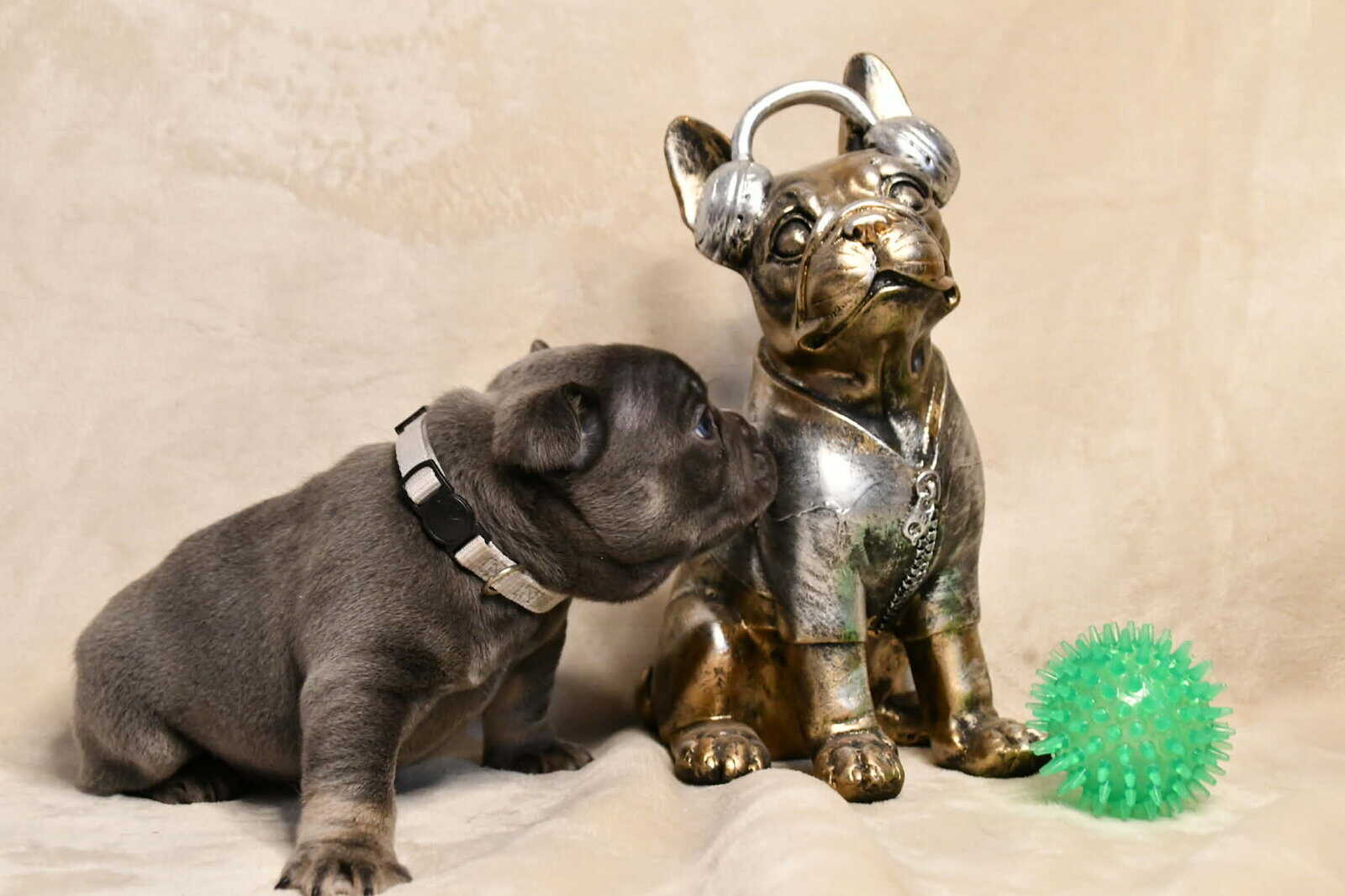 Litter of 6 for Sell - French Bulldogs image 1