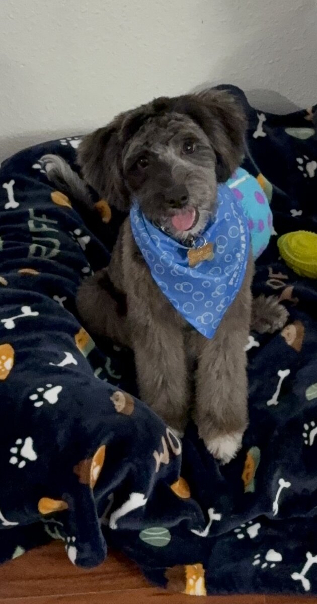 Adorable Aussiedoodle image 9
