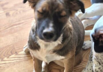 FREE !! 35 WEEK OLD PUPS, have there shots