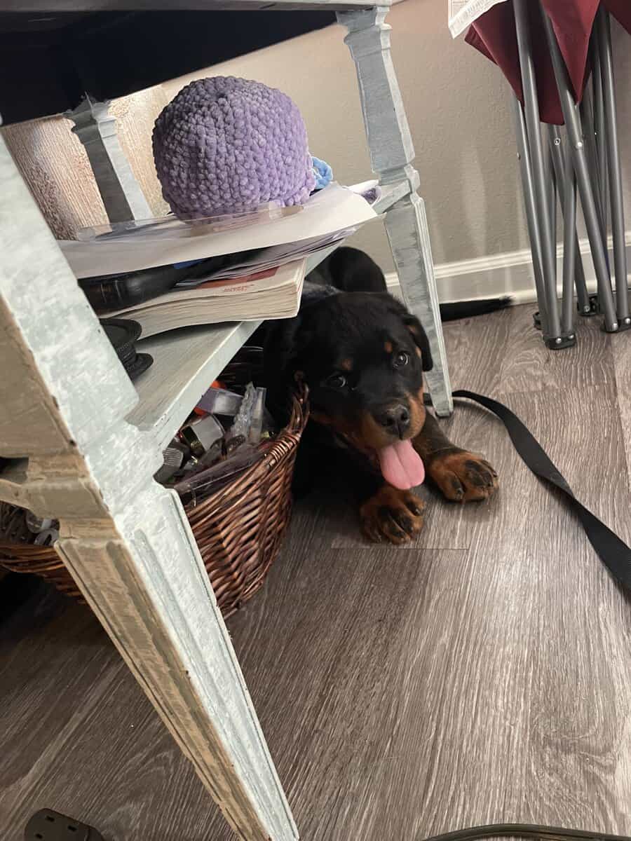 Rottweiler 100% German bloodline with papers. image 3