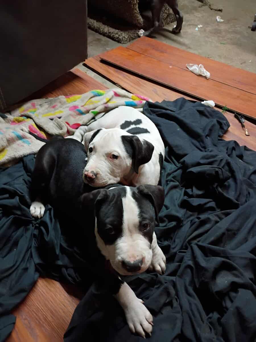 9 week old American bully image 4