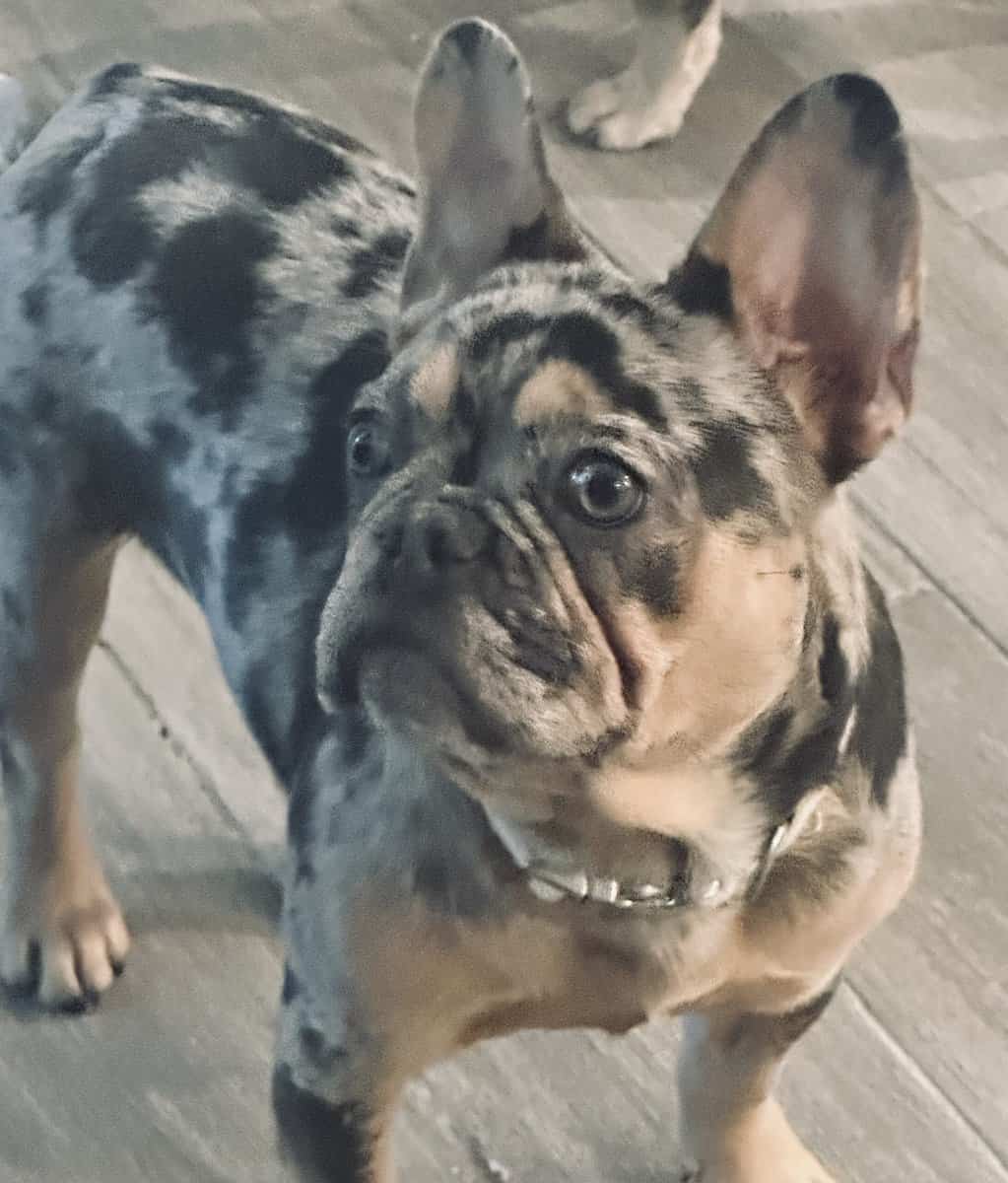 French Bulldog image 3