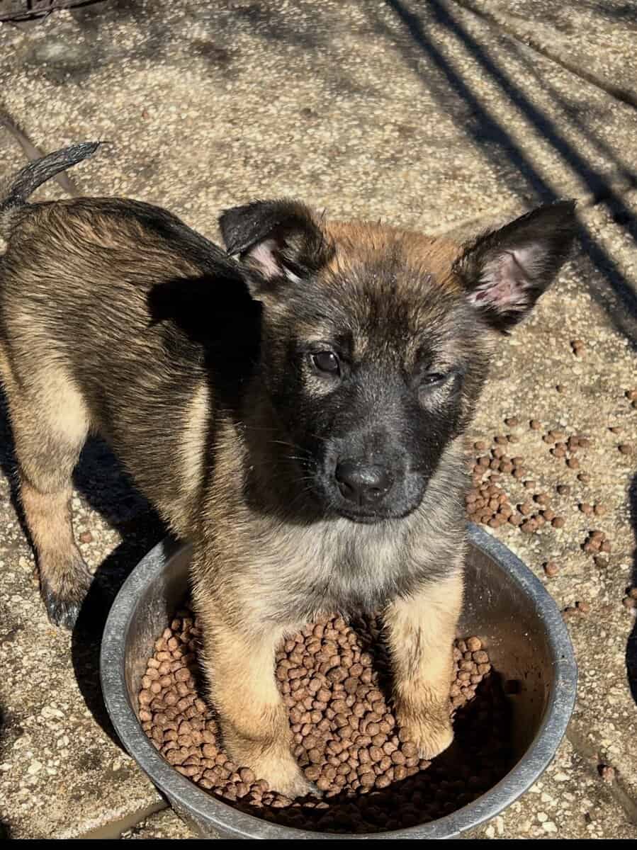 Belgian Malinois image 2