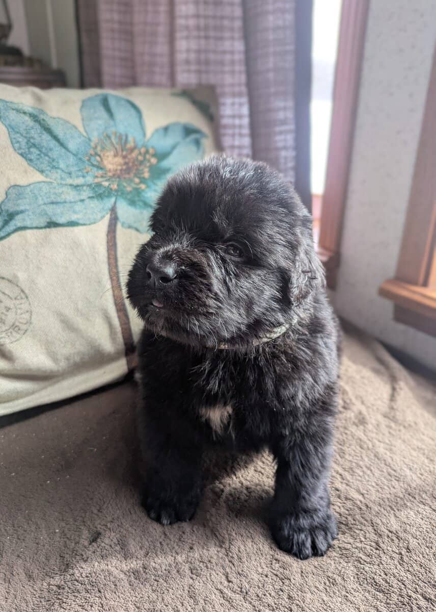 Newfoundland puppy... Pink collar image 1