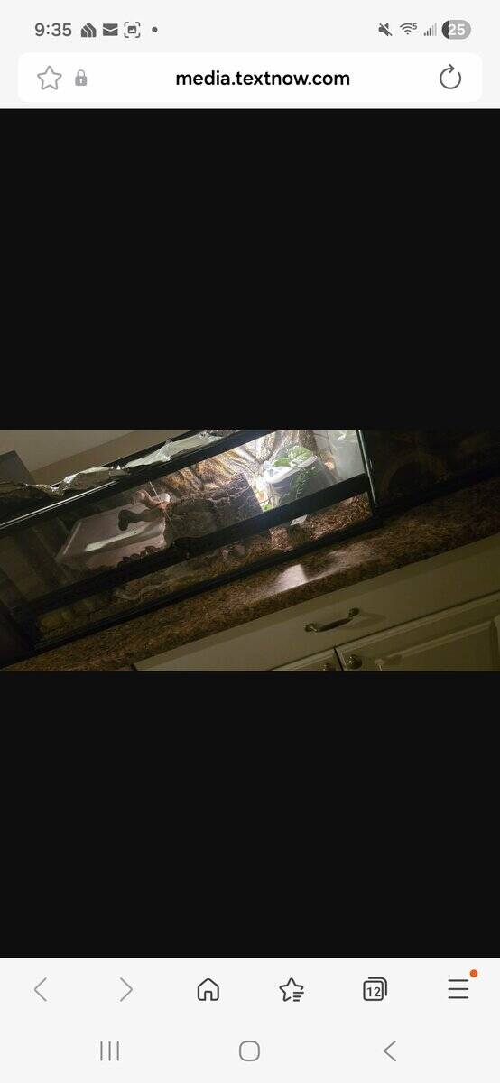 Ball Python and Tank image 5