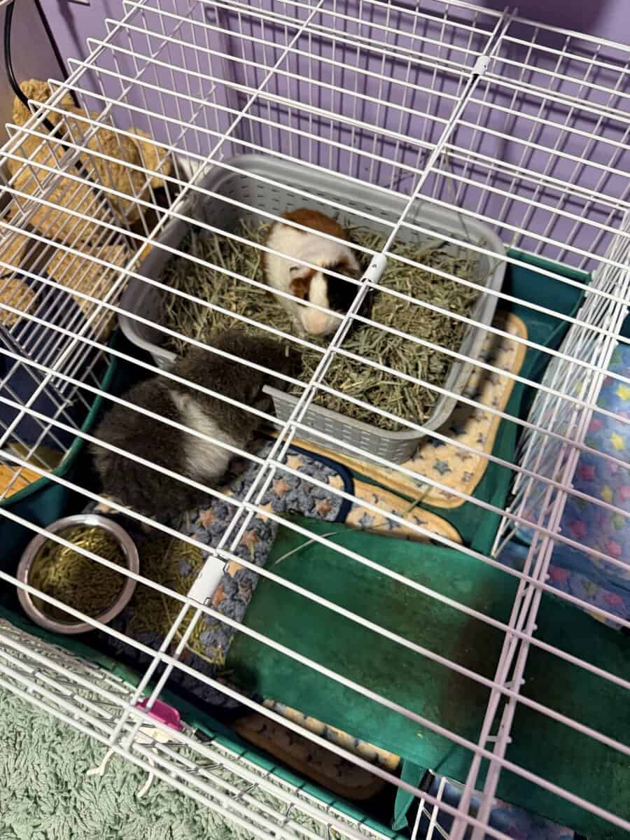 Guinea pigs image 2