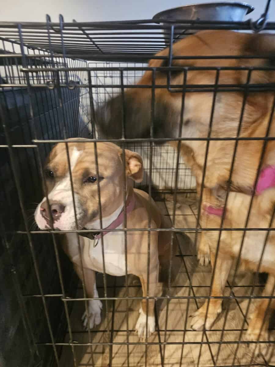 Labrador and Pit mix puppies desperate for homes image 12