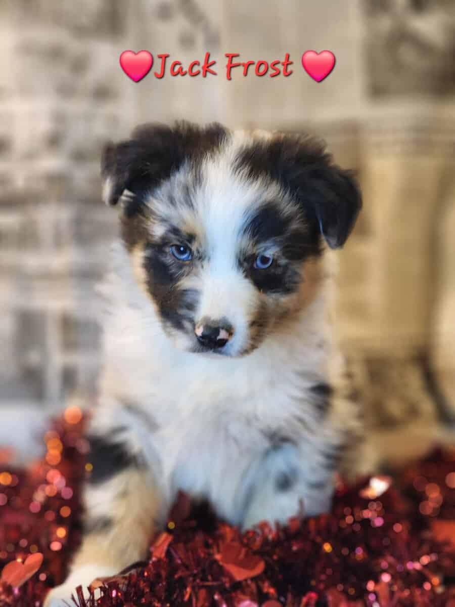 Australian Shepherds image 1