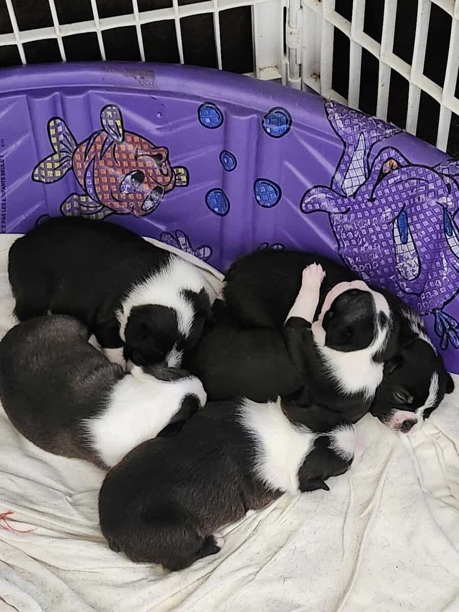 Boston Terrier Babies image 3