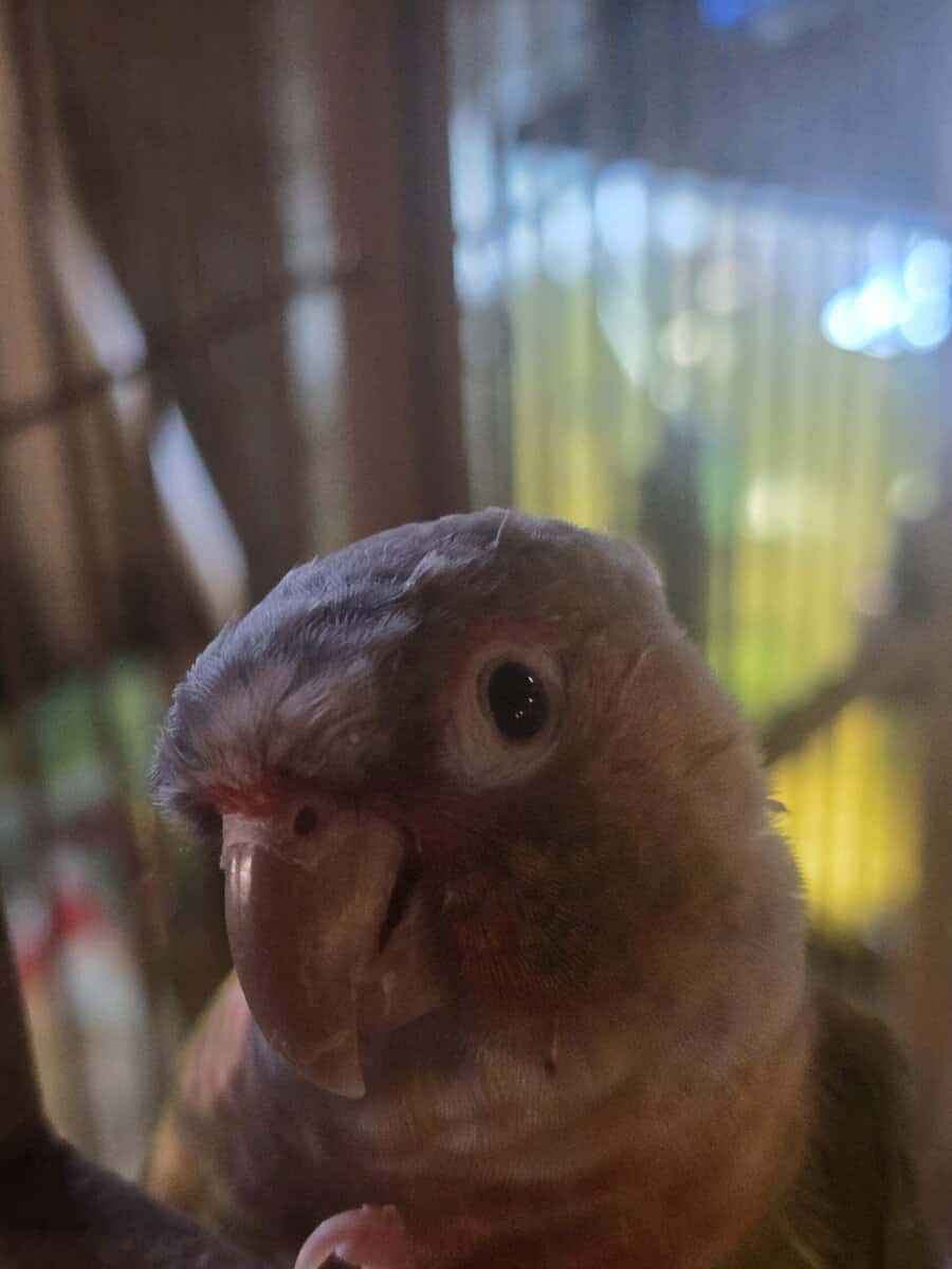 Pineapple Green Cheek Conure image 1