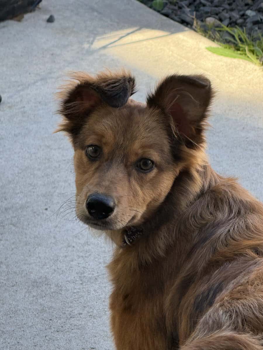 Hope needs a FUREVER home!! image 4