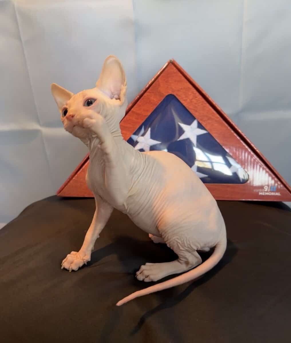 Sphynx kittens ( hairless cat) image 3
