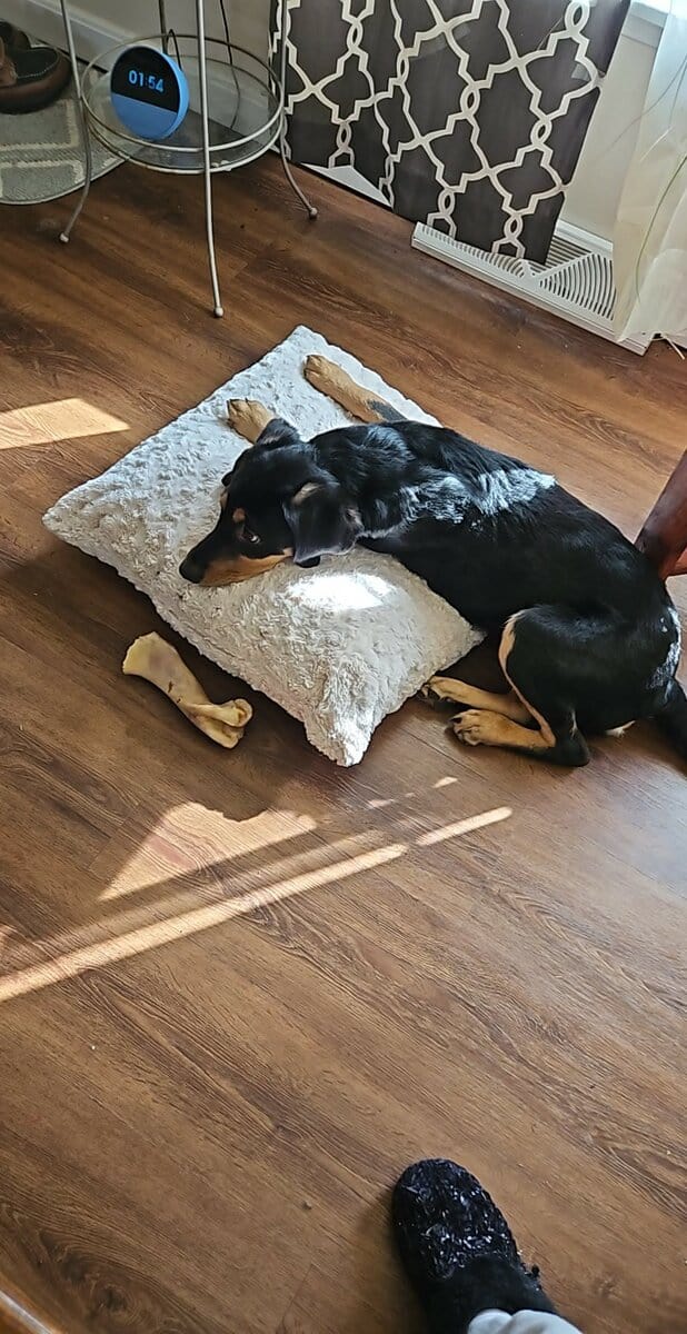 Free Puppy image 1