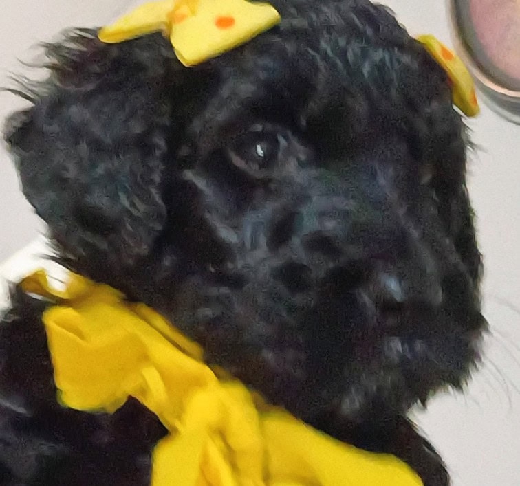 Labradoodles image 2