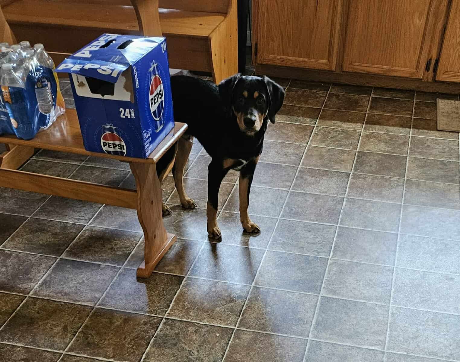 Free Puppy image 4