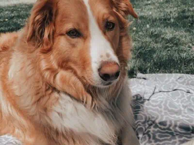 Affectionate “Tucker” Needs New Home