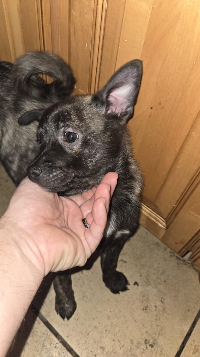 2 pups to a good home image 1