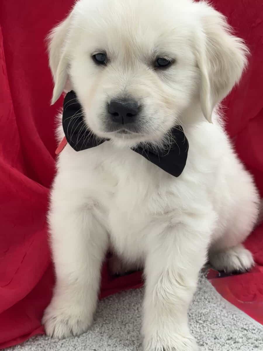 English Cream Golden Retrievers image 2