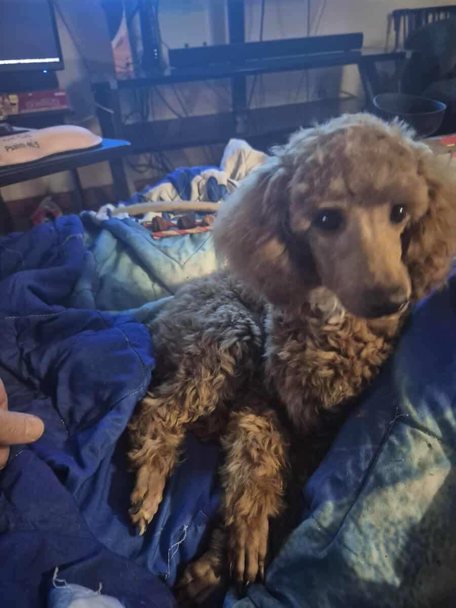 7 month old Toy/Miniature Poodle ckc possible image 2