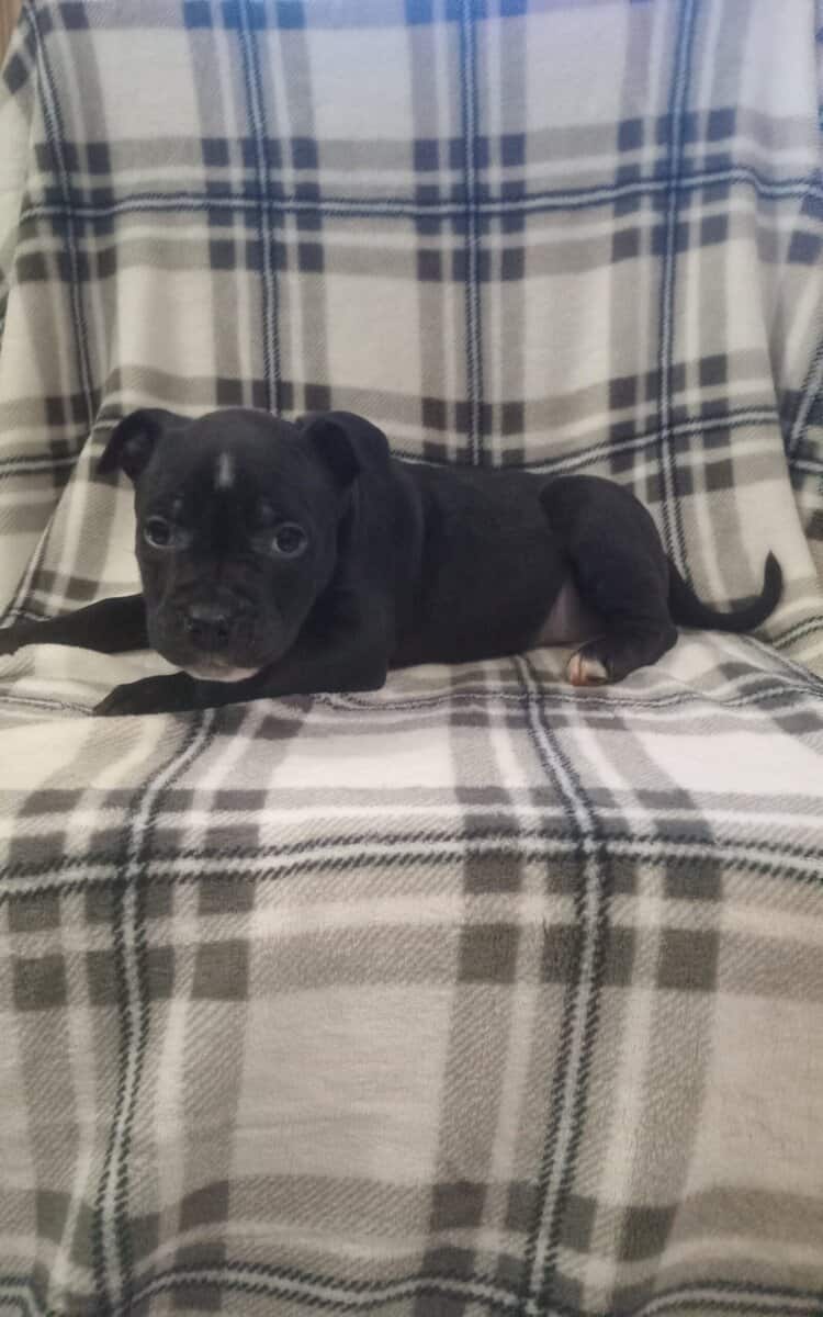 🐶 Warning: Cuteness Overload Ahead 🐶 image 4
